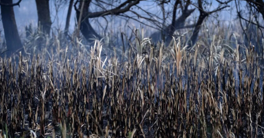 Los Bomberos controlaron el incendio desatado en la Reserva de Punta Lara