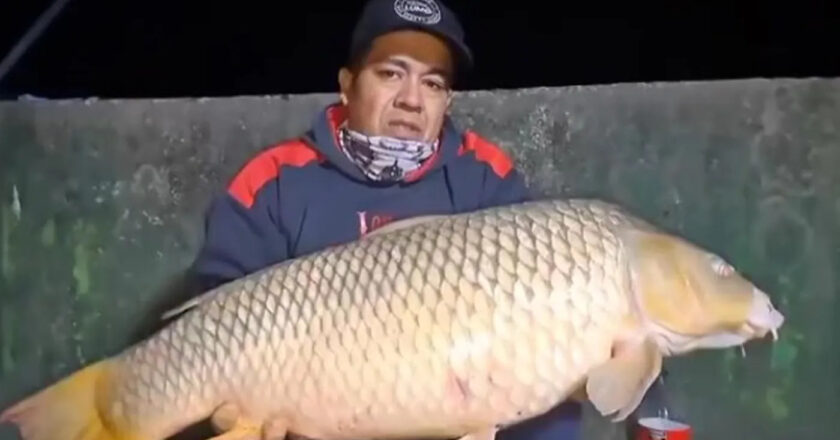 Pescadores atraparon un enorme pez en Punta Lara en plena oscuridad