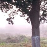 Densos Bancos de Niebla Cubren Berisso y la Región: Alerta y Precaución