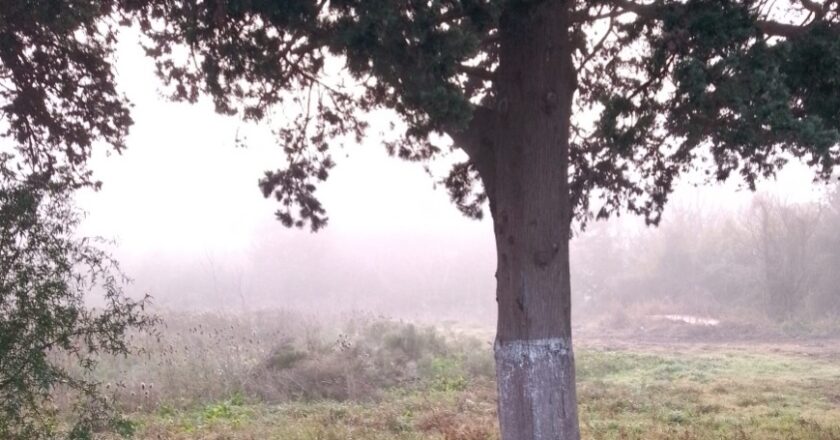Densos Bancos de Niebla Cubren Berisso y la Región: Alerta y Precaución