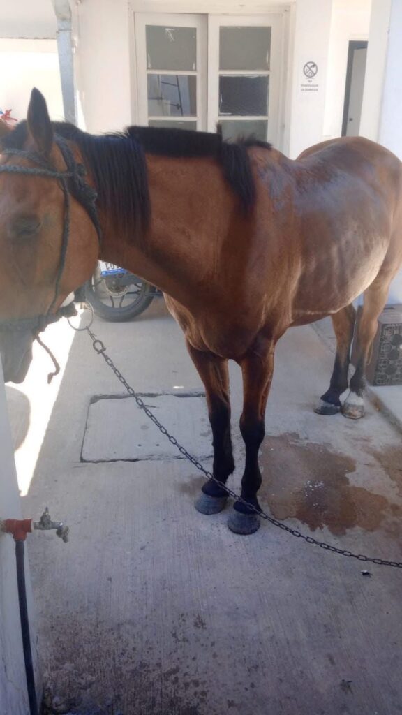 Berisso: Recuperan un caballo robado por tres menores de edad en el Barrio Obrero